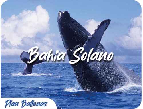 Ballenas a La Vista - Bahía Solano