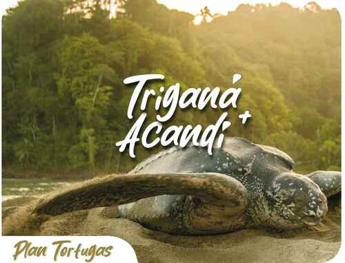 Visita a las Tortugas - Triganá