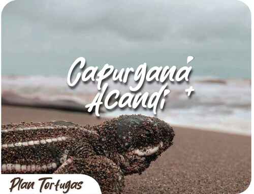 Visita a las Tortugas - Capurganá